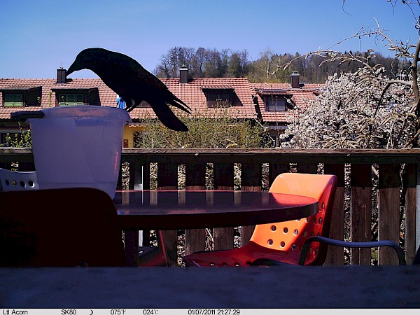 Rabe, Videostill, Sonja Kretz