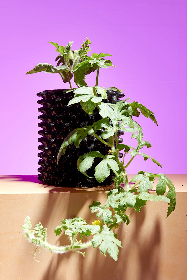 Melone, Foto Philipp Hänger